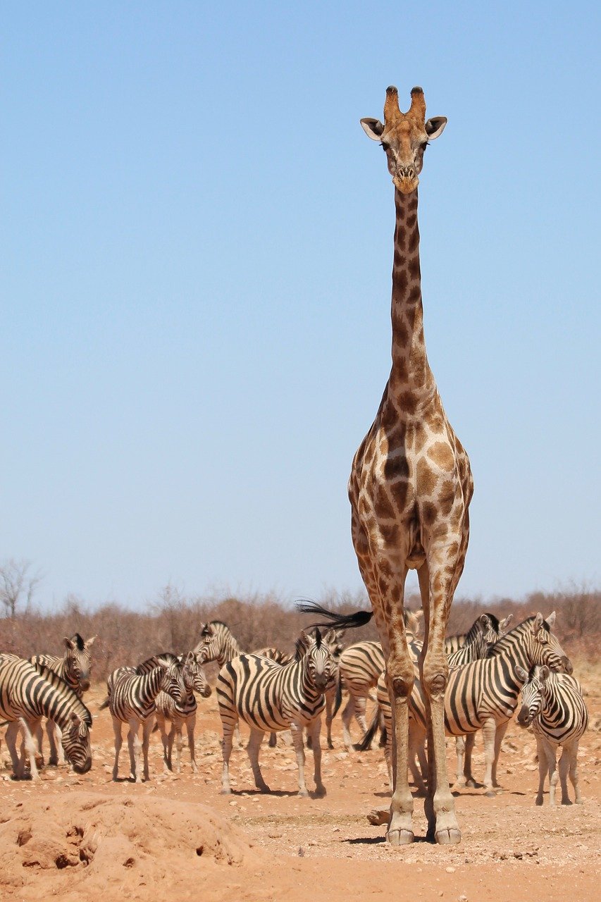 Faune et safari